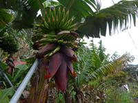 Madeira, Marocos, Levada, Bananen