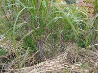 Madeira, Marocos, Levada, Zuckerrohr