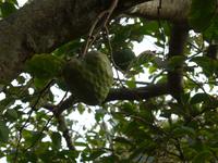 Madeira, Marocos, Levada, Anonebaum