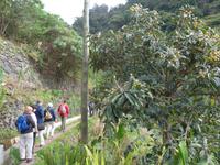 Madeira, Marocos, Levada, Mispelbaum