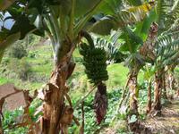 Madeira, Marocos, Levada, Bananen