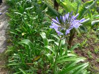 Madeira, Marocos, Levada, Agapanthus