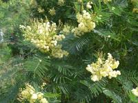 Madeira, Marocos, Levada, Mimosenakazie