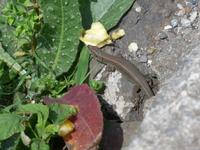Madeira, Marocos, Levada