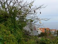 Madeira, Canico, Kapokbaum