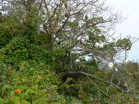 Madeira, Canico, Kapokbaum