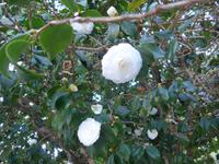 Madeira, Ribeiro Frio, Kamelie