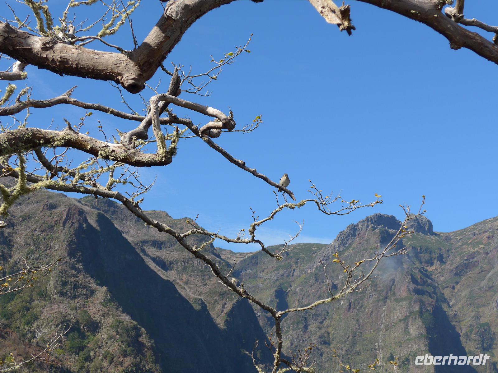 Madeira, Ribeiro Frio, Wanderung Balcoes