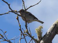 Madeira, Ribeiro Frio, Wanderung Balcoes, Bergfink