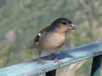 Madeira, Ribeiro Frio, Wanderung Balcoes, Bergfink