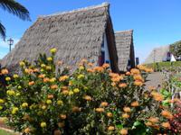 Madeira, Santana, Nadelkissenprotea