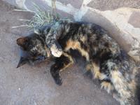 Madeira, Pico da Facho