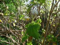 Madeira, Levada da Serra do Faial, Zimmerlinde