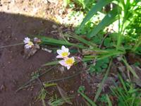 Madeira, Levada da Serra do Faial, Freesien