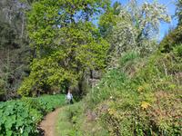Madeira, Levada da Serra do Faial