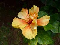 Madeira, Funchal, Garten bei Maria Joo, Hibiscus