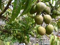 Madeira, Funchal, Garten bei Maria Joo