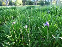 Madeira, Funchal, Palheiro Garden