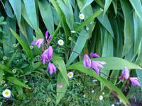 Madeira, Funchal, Palheiro Garden