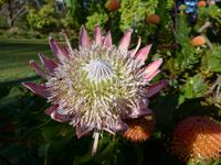 Madeira, Funchal, Palheiro Garden, Königsprotea