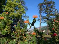 Madeira, Funchal, Palheiro Garden, Nadelkissenprotea