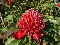 Madeira, Funchal, Palheiro Garden, Protea