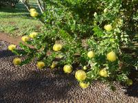 Madeira, Funchal, Palheiro Garden, Nadelkissenprotea