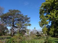 Madeira, Funchal, Palheiro Garden