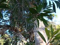 Madeira, Funchal, Palheiro Garden, Papierbaum