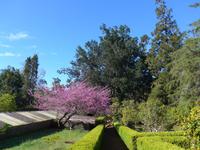Madeira, Funchal, Palheiro Garden, Judasbaum