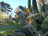 Madeira, Funchal, Palheiro Garden, Strelizie