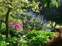 Madeira, Funchal, Palheiro Garden, Stolz von Madeira (blau)