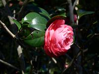 Madeira, Funchal, Palheiro Garden, Japanische Kamelie