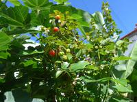 Madeira, Funchal, Surinamkirsche