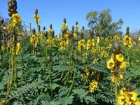 Madeira, Funchal, Quinta da Boa Vista, Popcornstrauch