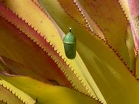 Madeira, Funchal, Quinta da Boa Vista