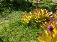 Madeira, Funchal, Quinta da Boa Vista, Spinne