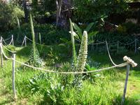 Madeira, Funchal, Quinta da Boa Vista, weißer Natternkopf