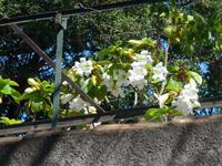 Madeira, Funchal, Quinta da Boa Vista, Pomontie