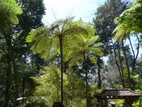 Madeira, Funchal, Tropischer Garten