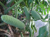 Madeira, Funchal, Tropischer Garten, Früchte der Monstera