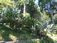 Madeira, Funchal, Tropischer Garten