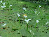Madeira, Funchal, Tropischer Garten