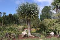 Dracena draco = Stolz von Madeira, gehört zu den Spargelgewächsen !!!