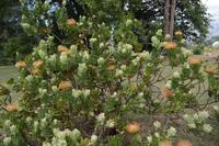 Strauch-Protea - auch 