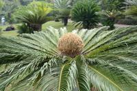 Dattelpalme (hier: von den Kanarischen Inseln)