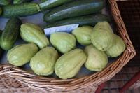 die Pimpinella (schmeckt ohne Zutaten nach gar nix)