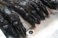 der schwarze Degenfisch 