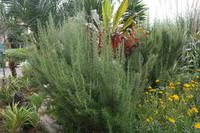 Rosmarin-Sträucher (ca. 1,30 m hoch)