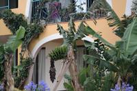 Bananenpflanze vor dem Hotelzimmer